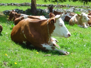 ... à l'heure de la sieste...