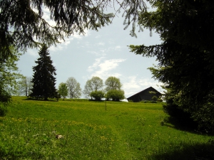 Au sortir de la forêt, peu avant Saint-Olivier