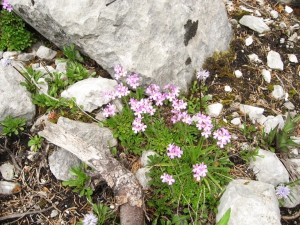 Erine des Alpes