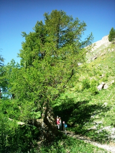 Au début le sentier traverse une forêt d'anciens mélèzes parfois imposants