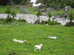 Les chèvres de Heimritz