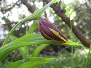 Sabot de Vénus en bouton