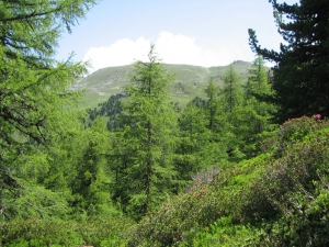 Mélèzes