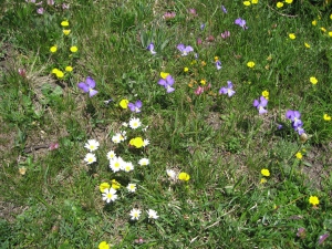Prairie en fleurs