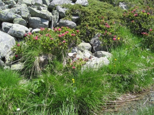 Rhododendrons près d'un bisse