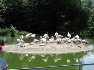 Les flamants roses