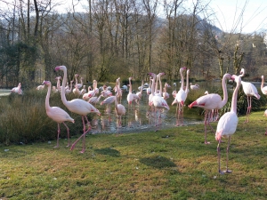 Les flamants roses