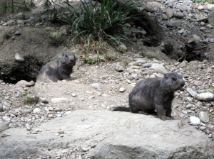 Les marmottes