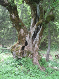 Vieil érable du Pré aux Auges