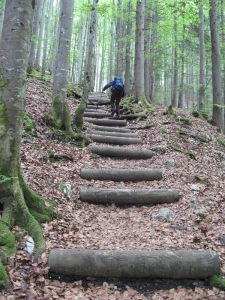 Dans les hêtres et les sapins