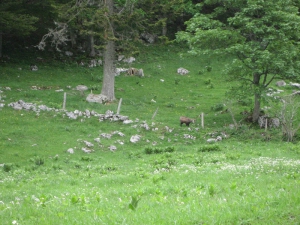 Chamois au Pré aux Auges