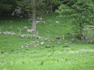 Chamois au Pré aux Auges