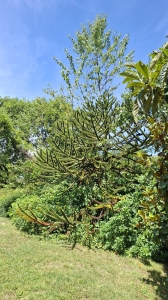 Au jardin botanique