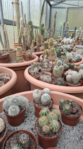 Les cactus