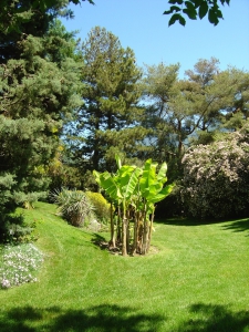 Le jardin et sa flore luxuriante