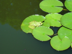 Une habitante des lieux