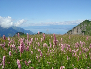 Un champ de renouées bistortes, avec au fond le Lac Léman