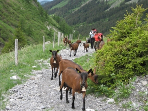 Sentier entre Anzeindaz et Solalex