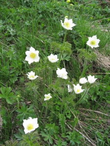 Pulsatille des Alpes