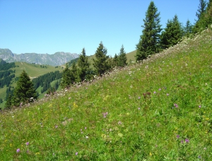 En montant à la Pointe des Ombrieux