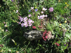 Oeillets des rochers et joubarbes aranéeuses