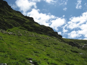 Troupeau près du Chalet d'Amont