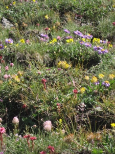 Prairie en fleur