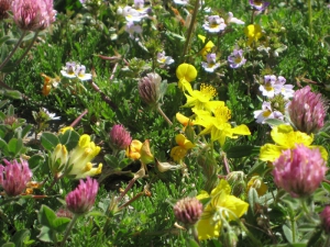 Prairie en fleurs