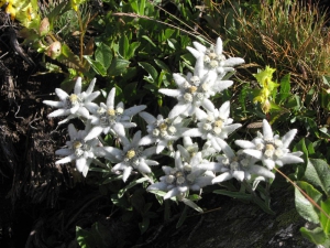 Edelweiss