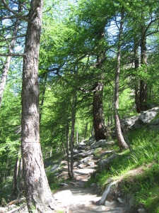 Forêt de Mittli Flüe