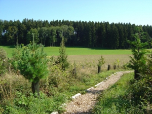 Sentier en lisière de forêt, Groupil et Fripouille