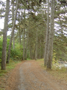 Dans la forêt, le long de La Losentze