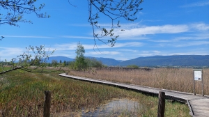 A la découverte des roselières