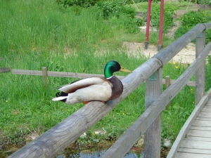 Un canard colvert