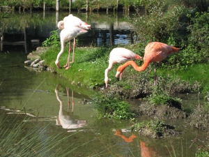 Flamants roses