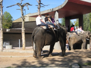 Promenade à dos d'éléphant