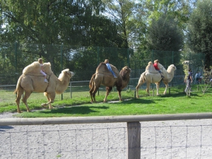 Promenade à dos de chameaux