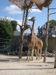 Girafes