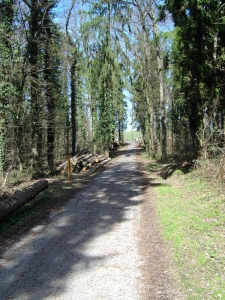 Sentier dans la forêt