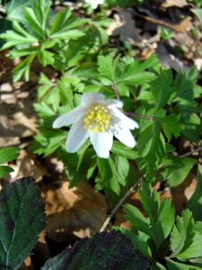 Anémone des bois (Anemone nemorosa)