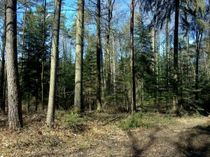 Le Bois de Grand Sève