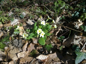 Primevère acaule (Primula acaulis)