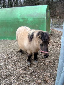 Poney, dans le parc animalier de Tschugg