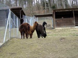 Lamas