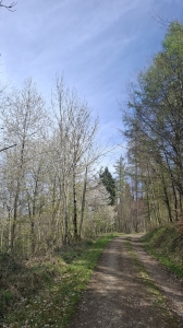 Le chemin dans la forêt