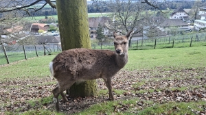 Parc animalier