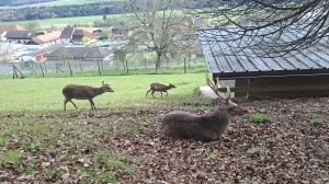 Parc animalier