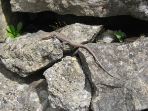 Lézard des murailles