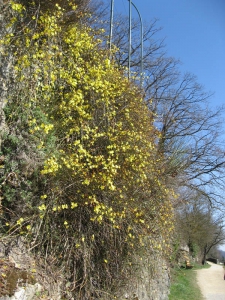 Chemin près de La Sarraz