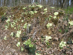 Primevères acaules